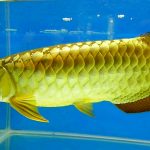 Рыбка аквариумная Арована в Молдове,Кишиневе