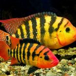 Рыбка аквариумная Цихлазома Феста в Молдове, Кишиневе